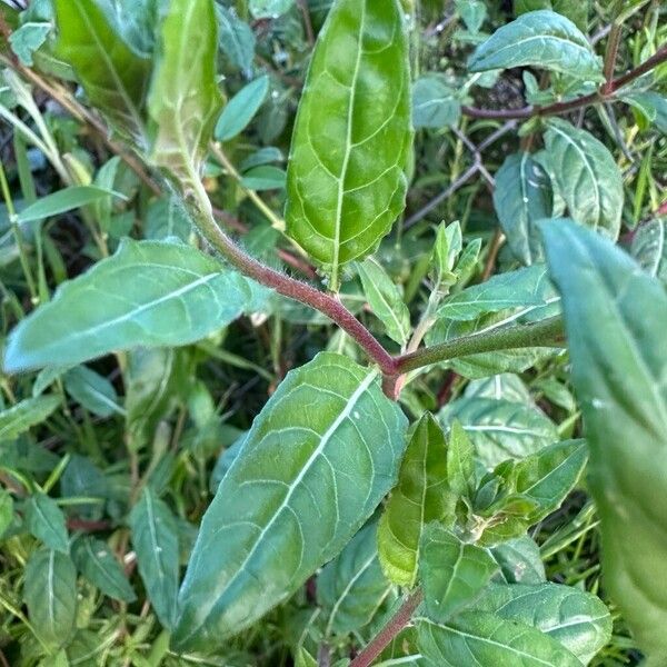 Oenothera rosea Leaf