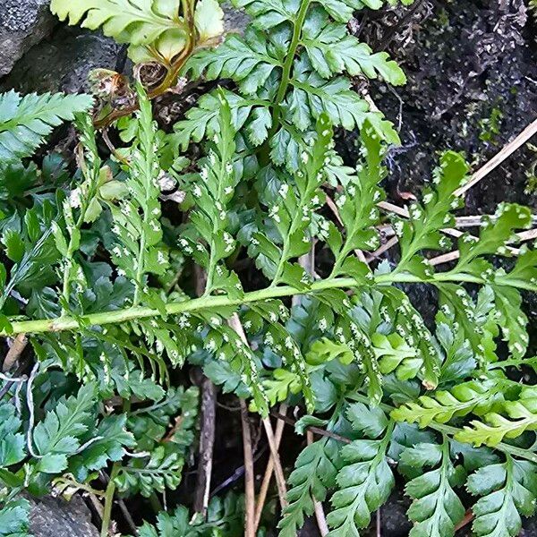 Asplenium obovatum Folha