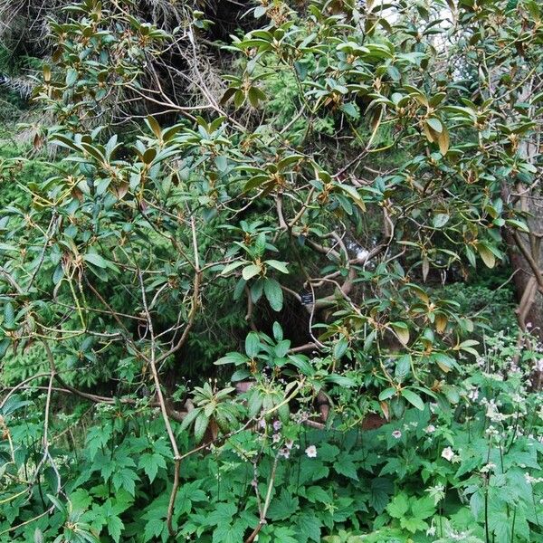 Rhododendron wightii