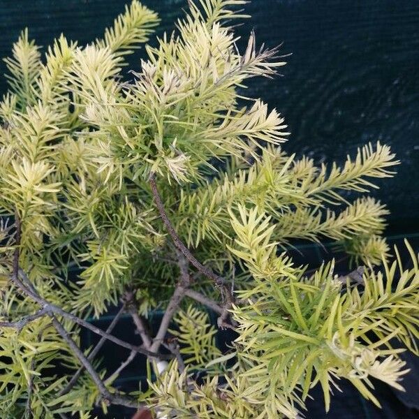 Melaleuca bracteata Frunză