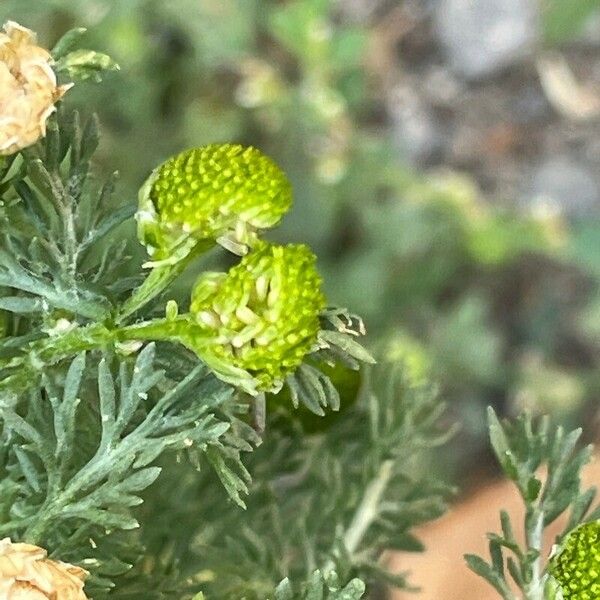 Matricaria discoidea Gyümölcs