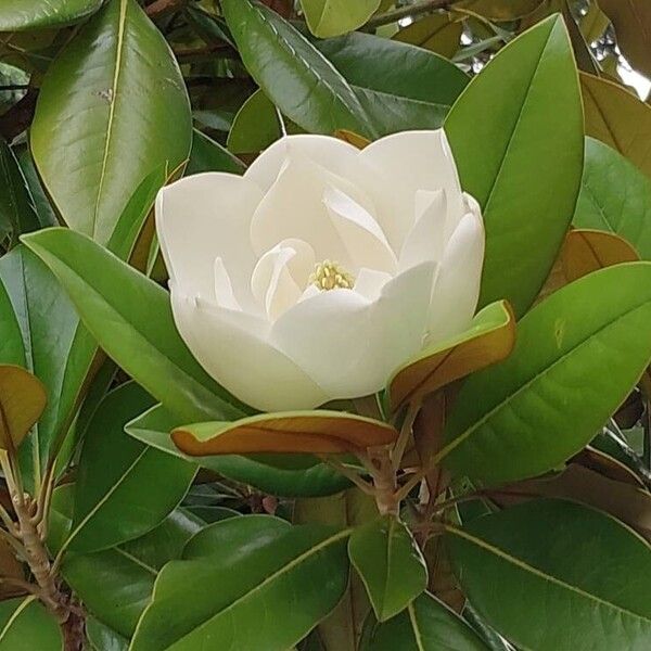 Magnolia virginiana 花