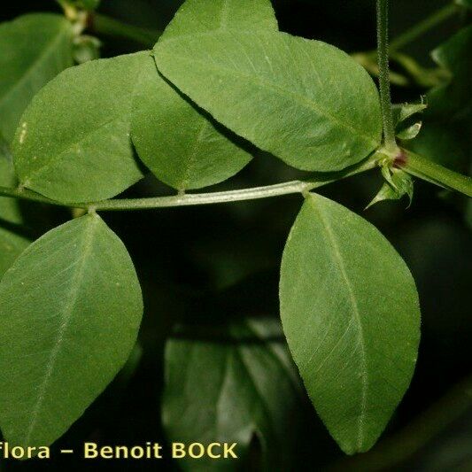 Vicia dumetorum Blad