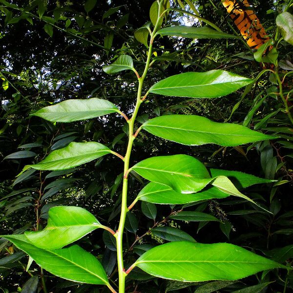 Leucothoe fontanesiana Lehti