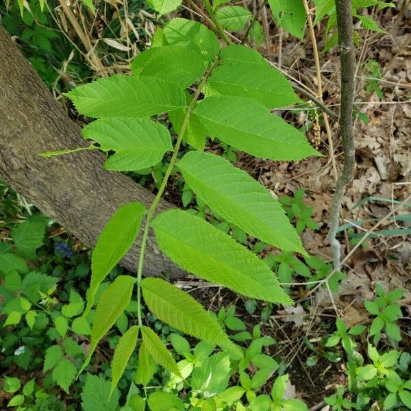 Juglans cinerea Fuelha