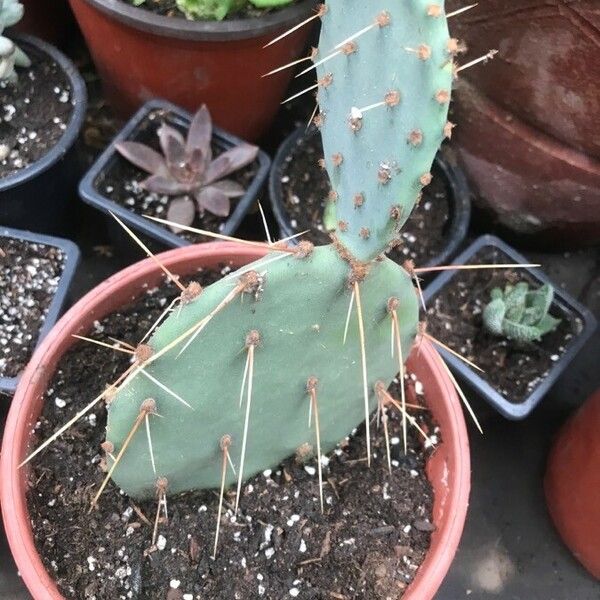 Opuntia macrocentra Leaf