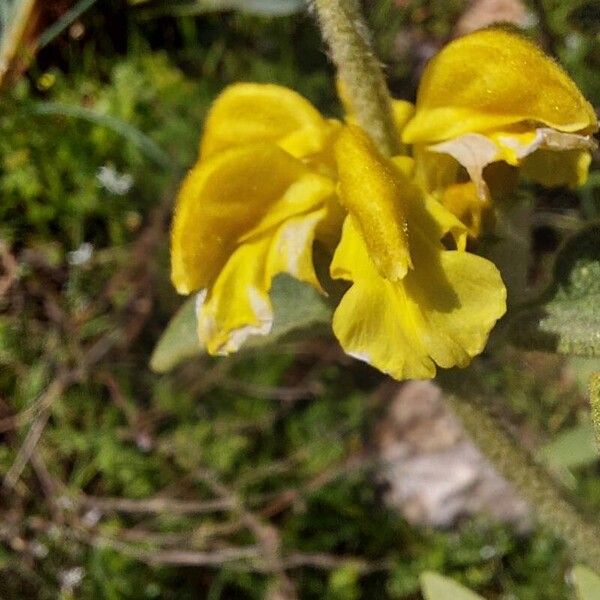 Phlomis cretica Květ