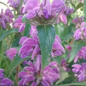 Phlomis herba-venti फूल