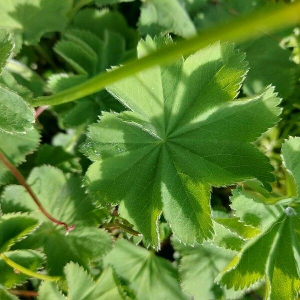 Alchemilla xanthochlora পাতা