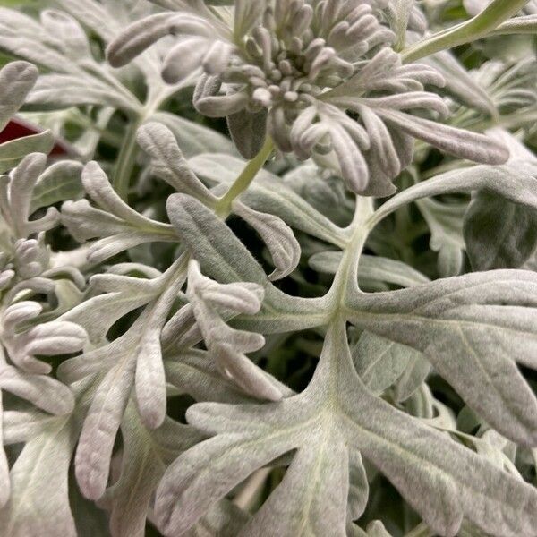 Artemisia stelleriana Leaf