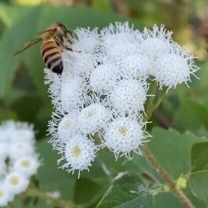 Ageratina adenophora Flower