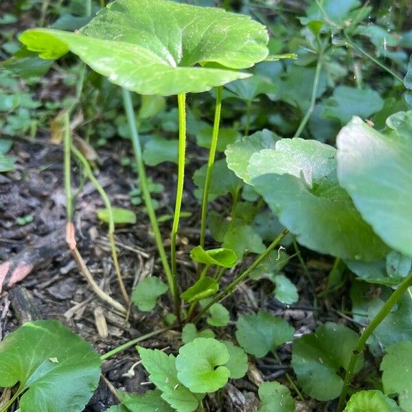 Ranunculus abortivus Blatt