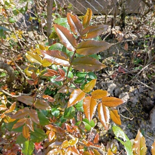 Berberis aquifolium Folio