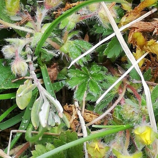 Potentilla verna Blad