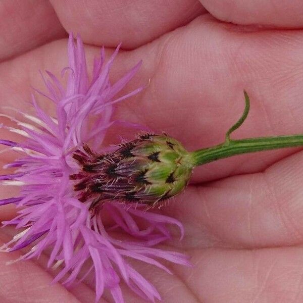 Centaurea stoebe Цвят