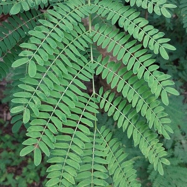 Leucaena leucocephala Foglia