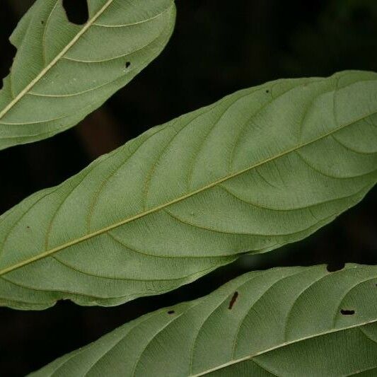 Ryania speciosa Leaf