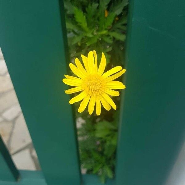 Euryops chrysanthemoides പുഷ്പം