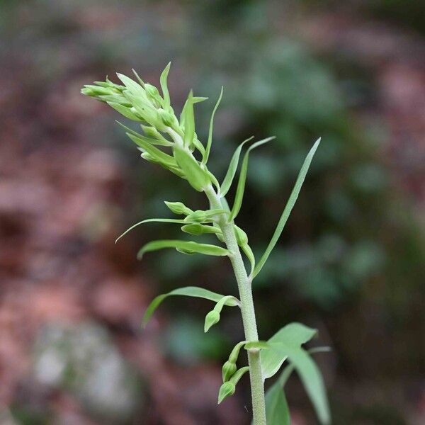 Epipactis muelleri 花