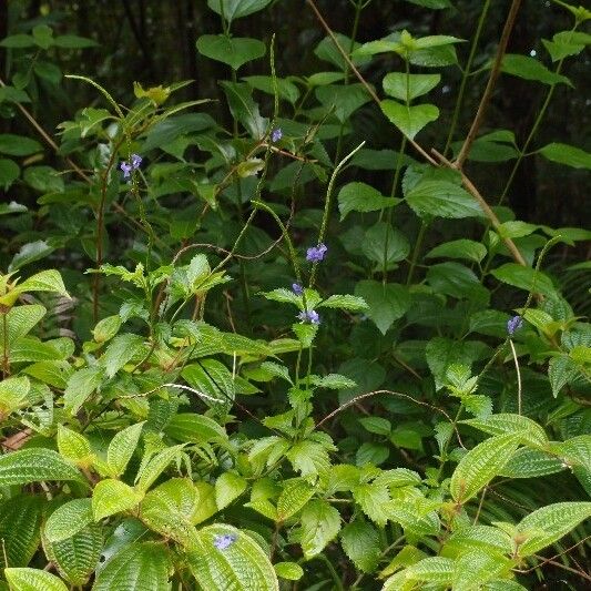 Stachytarpheta urticifolia Hábitos