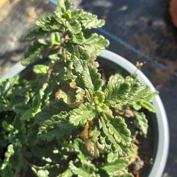 Teucrium chamaedrys Habitus