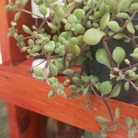 Crassula expansa Leaf