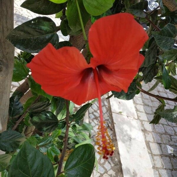 Hibiscus rosa-sinensis Blüte