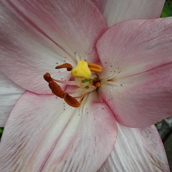 Lilium bulbiferum Flower