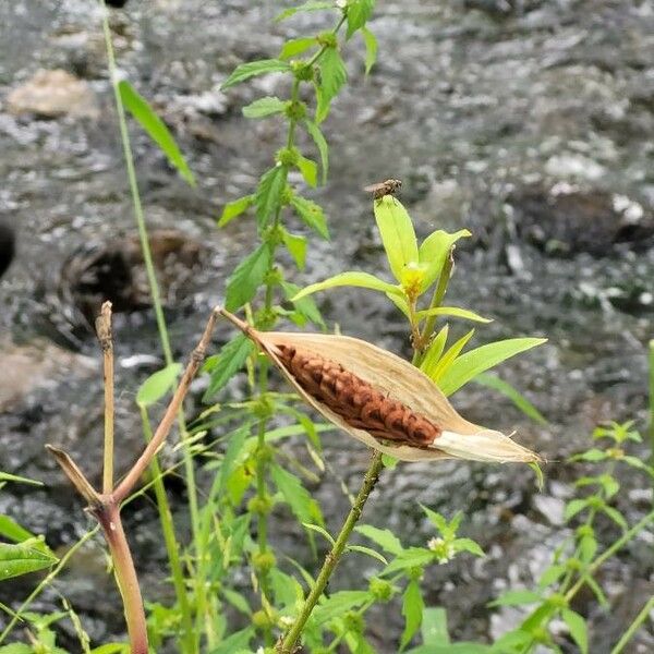 Asclepias incarnata Plod