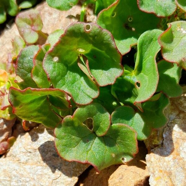 Oxyria digyna Leaf