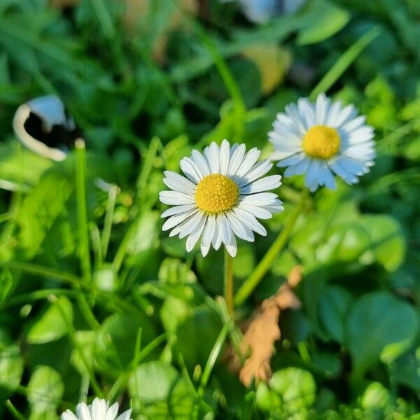 Bellis annua Λουλούδι