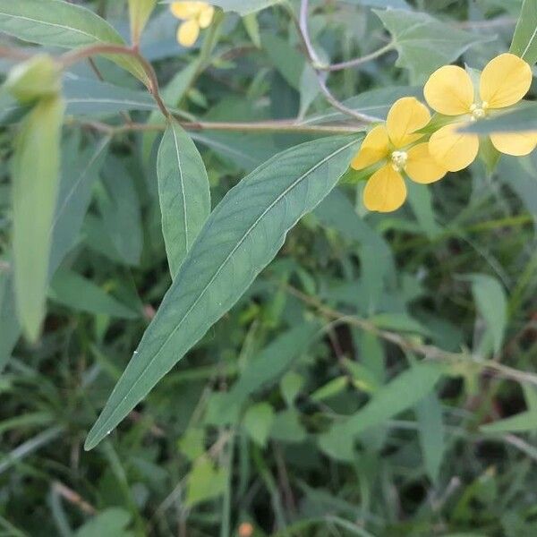 Ludwigia alternifolia Liść