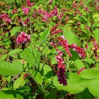 Persicaria orientalis Habit