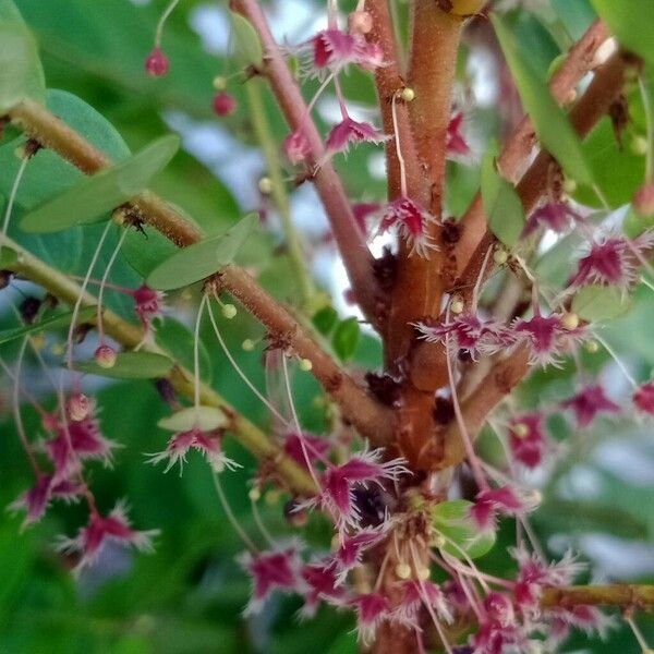 Phyllanthus pulcher Flower