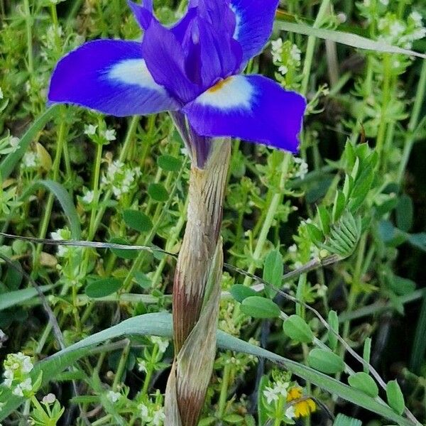 Moraea sisyrinchium Blodyn