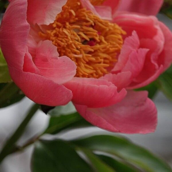 Paeonia mascula Other