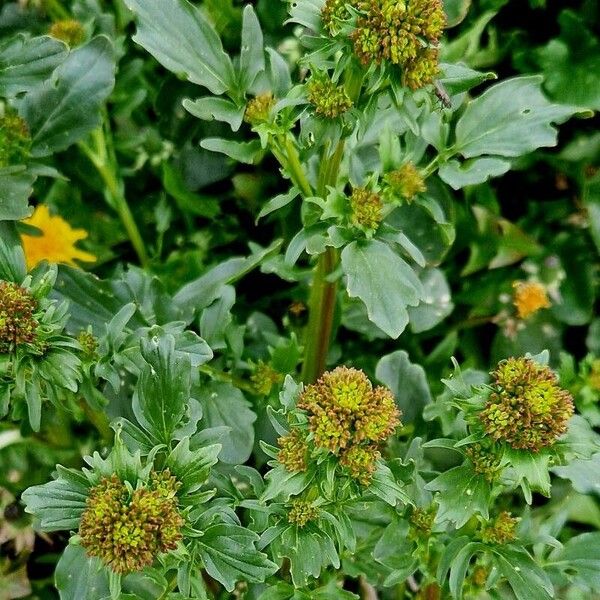 Barbarea vulgaris Συνήθη χαρακτηριστικά