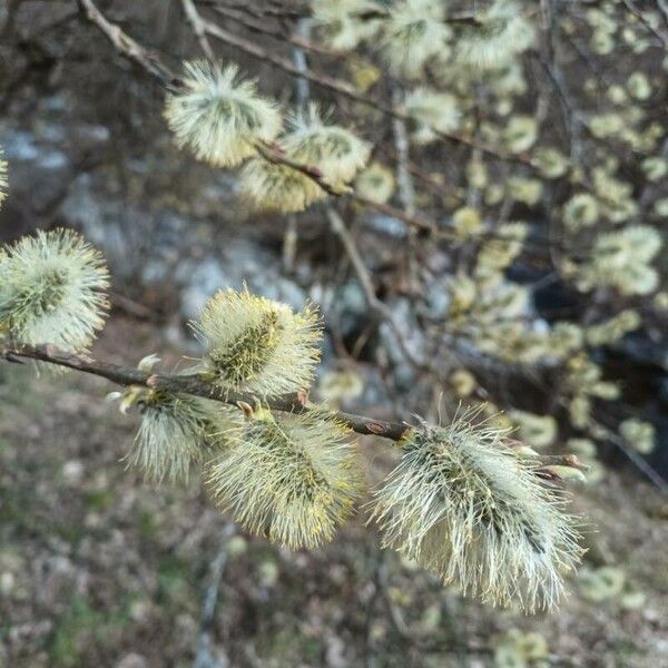 Salix atrocinerea ফুল