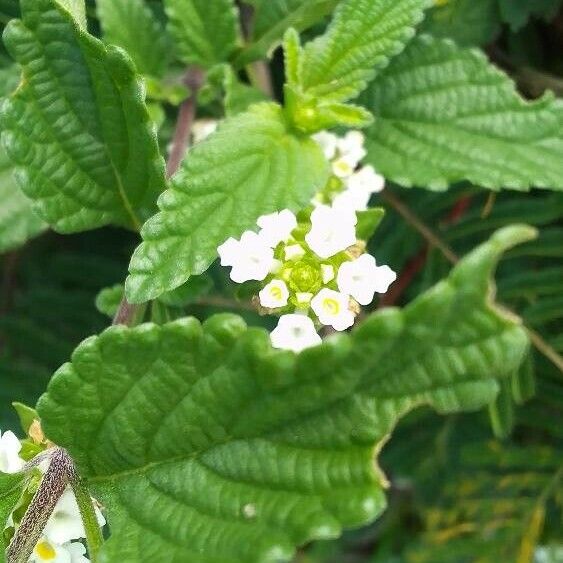 Lippia javanica Flower