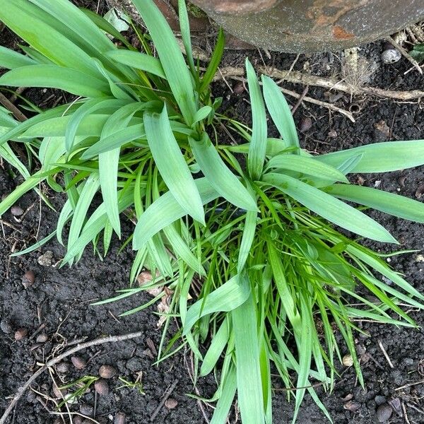 Allium tricoccum Hostoa