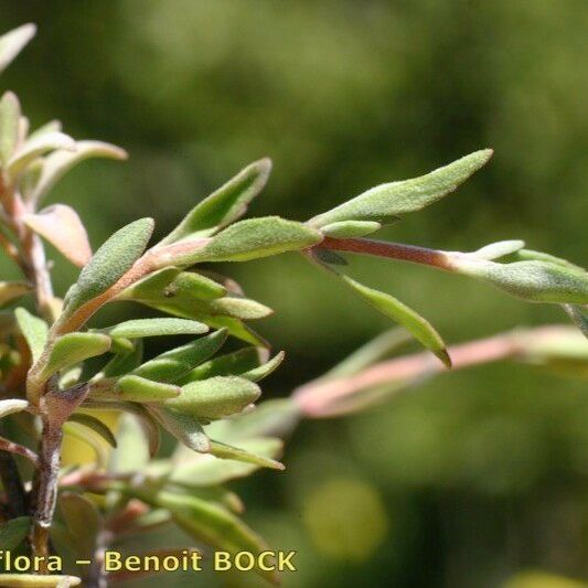 Thymus pannonicus Other