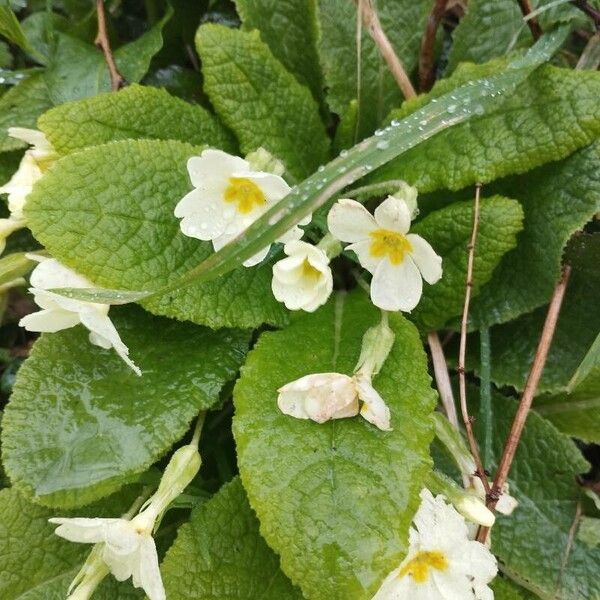 Primula vulgaris Blomma