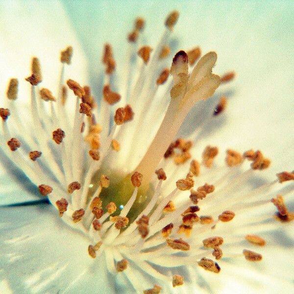 Philadelphus lewisii Flower