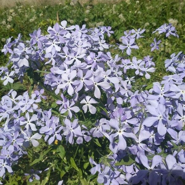 Phlox divaricata Kukka