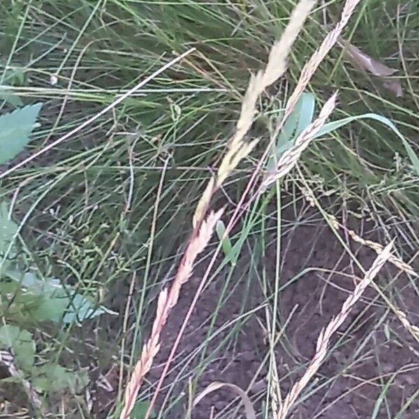 Festuca valesiaca Blomst