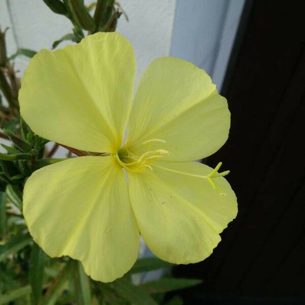 Oenothera drummondii Flors