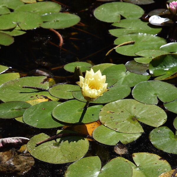 Nymphaea mexicana Õis