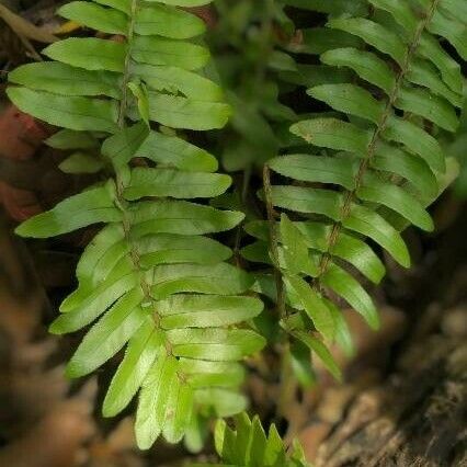 Nephrolepis abrupta Folha