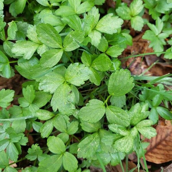 Adoxa moschatellina Leaf