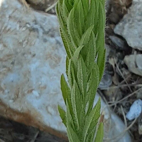 Erigeron sumatrensis Leaf